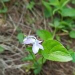 Viola laricicola