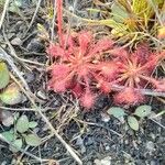 Drosera capillaris পাতা