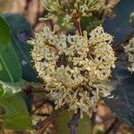 Ixora finlaysoniana Flower