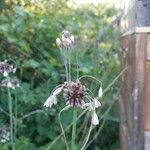 Allium carinatum Cvet