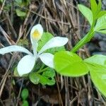 Turraea obtusifolia Fleur