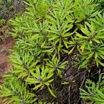 Globularia salicina Leaf