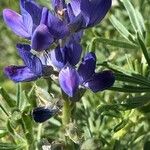 Lupinus angustifolius 花