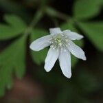 Anemone nikoensis Квітка