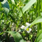 Sagittaria latifoliaŽiedas