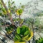 Scaevola plumieri Leaf