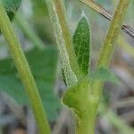 Potentilla grandiflora Bark