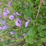Solanum umbelliferum Flor