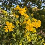 Coronilla glaucaКвітка