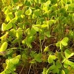 Oxalis fontana Blad