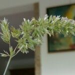 Koeleria macrantha Květ