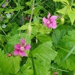 Rubus arcticus Fiore