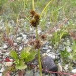 Cyperus polystachyos Flower