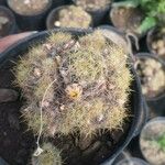 Mammillaria prolifera List