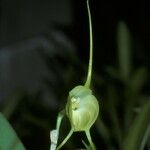 Masdevallia infracta പുഷ്പം