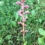 Orobanche teucrii Flor