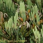 Lycopodium × oellgaardii Habit