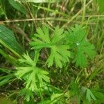 Geranium carolinianum Лист