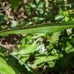 Persicaria decipiens Лист