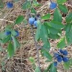 Vaccinium uliginosum Fruit