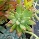 Sedum pachyphyllum 葉