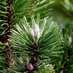 Pinus mugo List