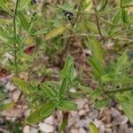 Salvia microphylla Liść