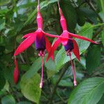 Fuchsia x exoniensis Blodyn