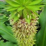 Eucomis bicolorFlower