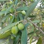 Olea europaea Fruit