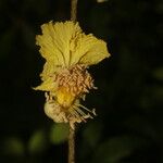 Fairchildia panamensis