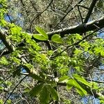 Ceiba speciosa Leaf