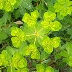 Euphorbia helioscopiaDeilen