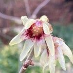 Chimonanthus praecox Цветок