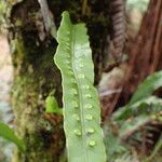 Lepisorus excavatus Leaf