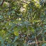 Schotia latifolia Flor