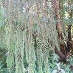 Cupressus cashmeriana Φύλλο