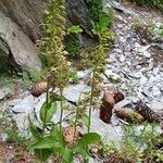 Epipactis helleborine Kukka