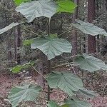 Paulownia tomentosaFolha