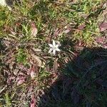 Ornithogalum divergensFulla