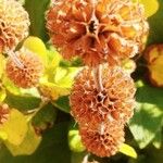 Eriogonum parvifolium Ovoce