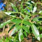 Lithraea molleoides Hoja
