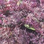 Eutrochium maculatum Hoja