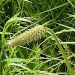 Phleum pratense 花