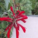 Erythrina herbacea Flower