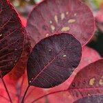 Cotinus coggygria Leaf