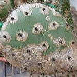 Opuntia aciculata Ліст