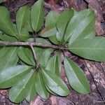 Planchonella cauliflora Лист