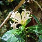Chassalia gaertneroides Flor