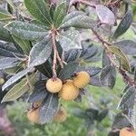 Arbutus andrachne Fruit